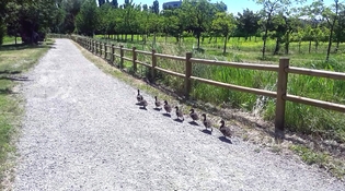 Parco Campagna della Resistenza: tutela della biodiversità’
