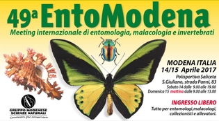 Entomodena, viaggio nel mondo degli insetti