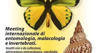 Entomodena