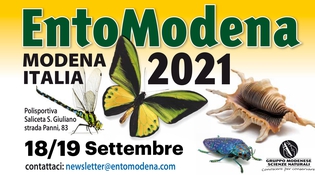 ENTOMODENA, VIAGGIO NEL MONDO DEGLI INSETTI