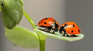Entomodena