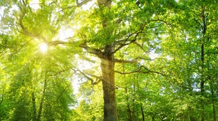 Riapre Bosco Albergati, attività naturalistiche con La Città degli Alberi