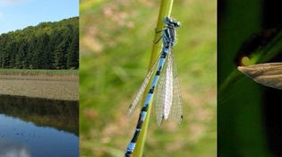 Alla scoperta degli insetti nel Parco del Frignano - Entomodena