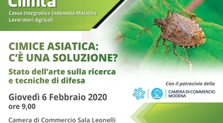 Cimice Asiatica: c'è una soluzione?